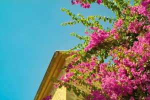 Mallorca Spring Image_best time to visit Mallorca